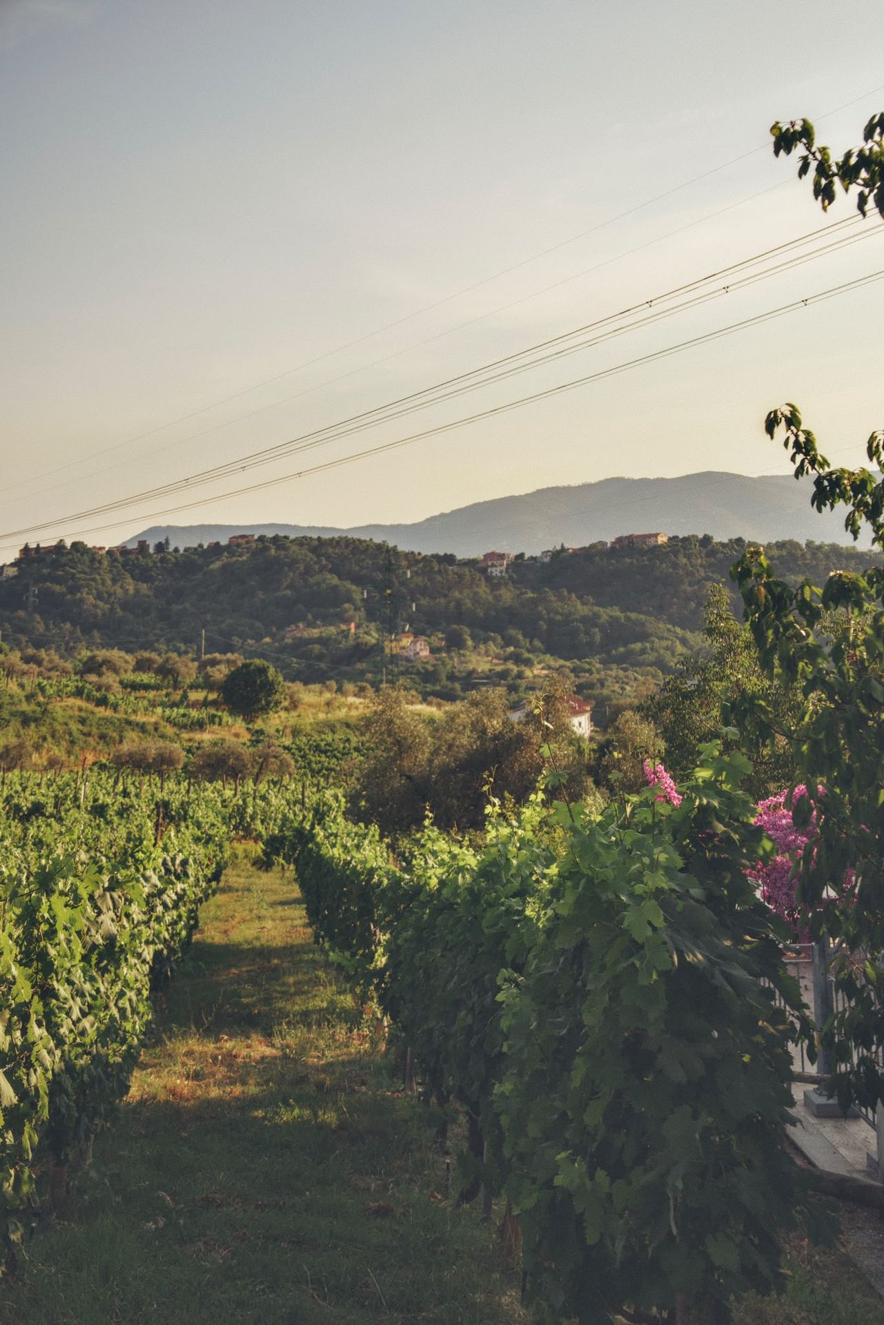 Cantina vinicola con degustazione vini ad Arcola
